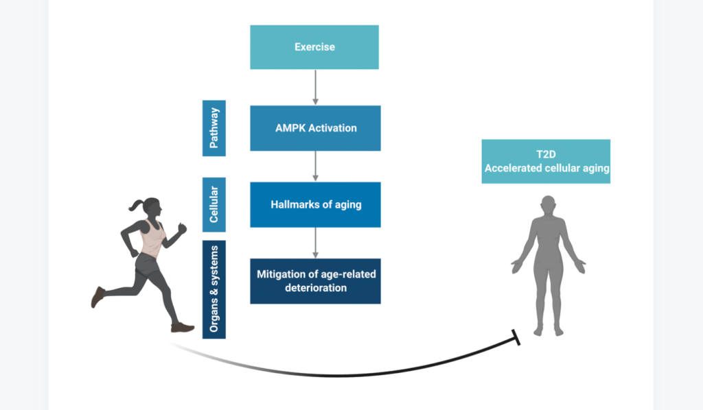 Figure 4. Conceptual overview. Created in BioRender.