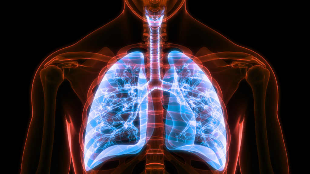 Human Respiratory System Lungs Anatomy