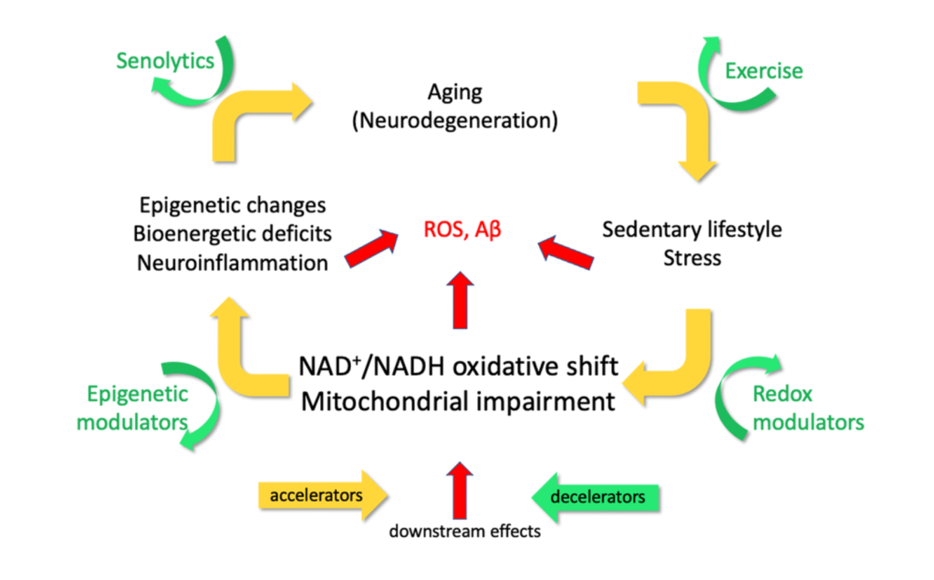 Figure 1. The EORS downward spiral of aging and Alzheimer’s (Epigenetic Oxidative Redox Shift) [2].
