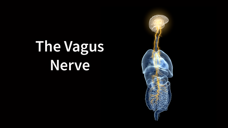 Medical illustration of vagus nerve with brain, lungs, heart, stomach and digestive tract.