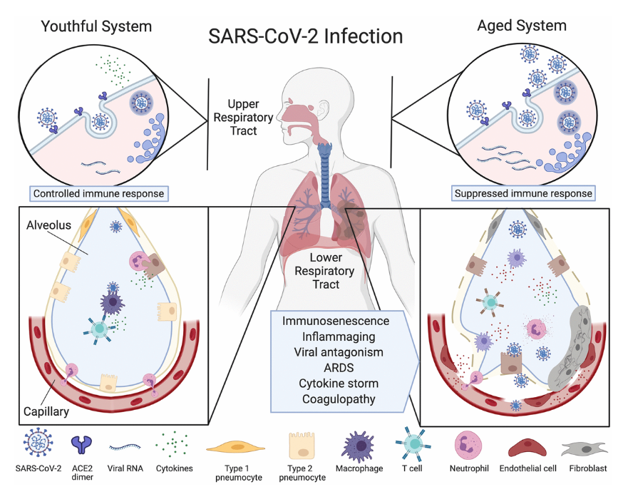 Figure 1. Ineffective clearance of SARS-CoV-2 infection in the aged respiratory system.