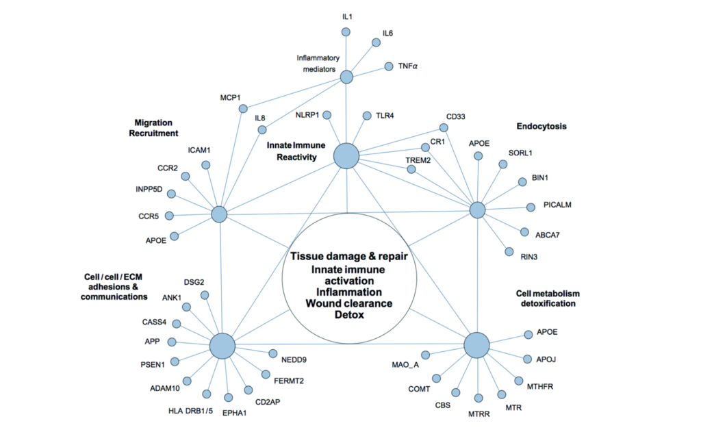 Figure 2. The network of genetic polymorphisms associated with Alzheimer’s disease.