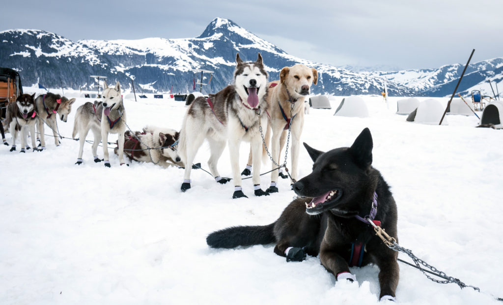 sled dogs