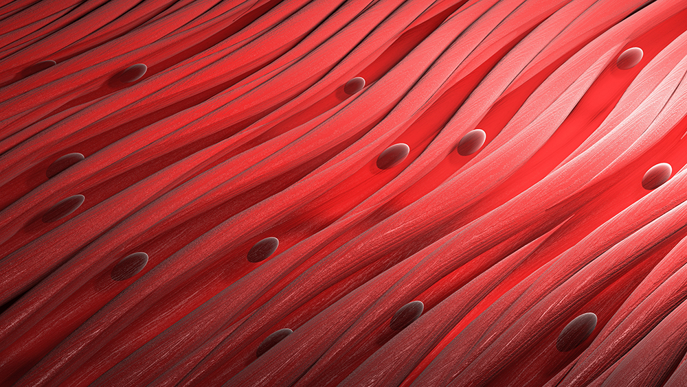 3D Illustration of muscle tissue