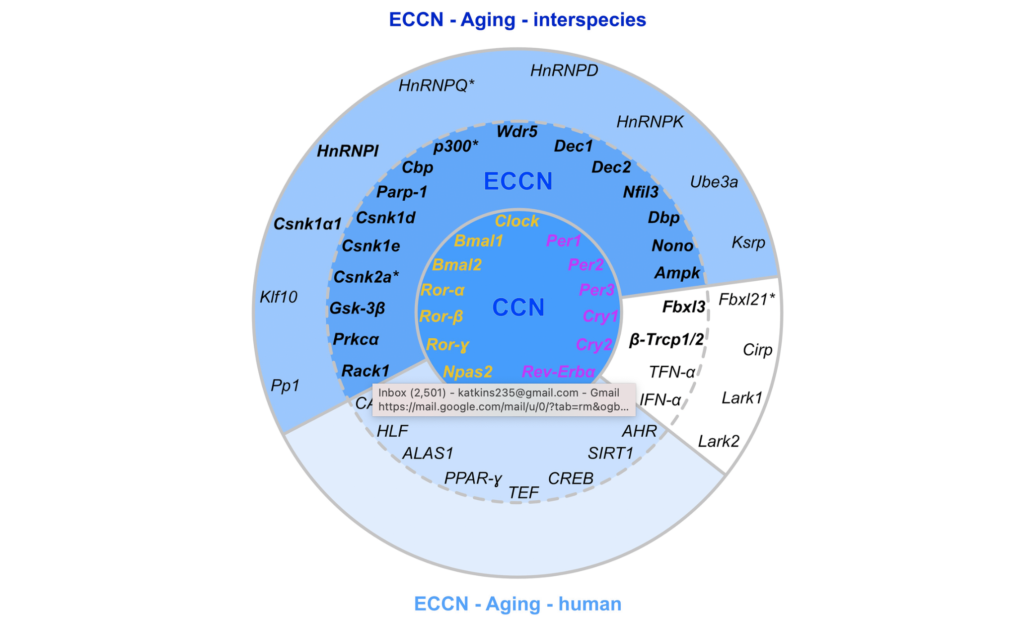 Figure 6. Matching of our CR-related DEGs evidenced to be regulated with aging with a curated human CR network.