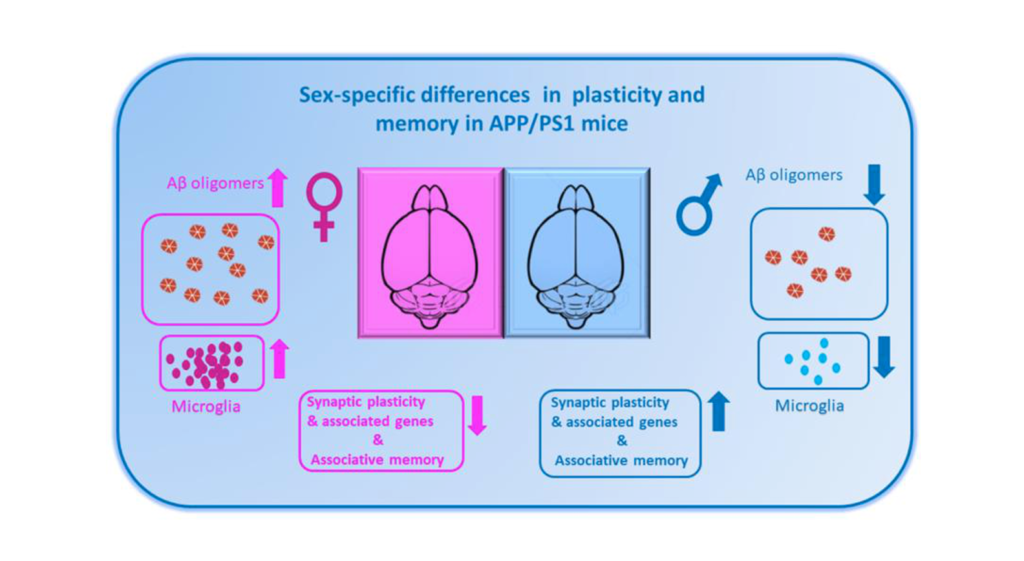 Figure 1. The diagram shows sex-specific alterations in plasticity and memory and the associated changes in amyloid beta (Aβ) pathology and inflammatory response in APP/PS1 mice. 