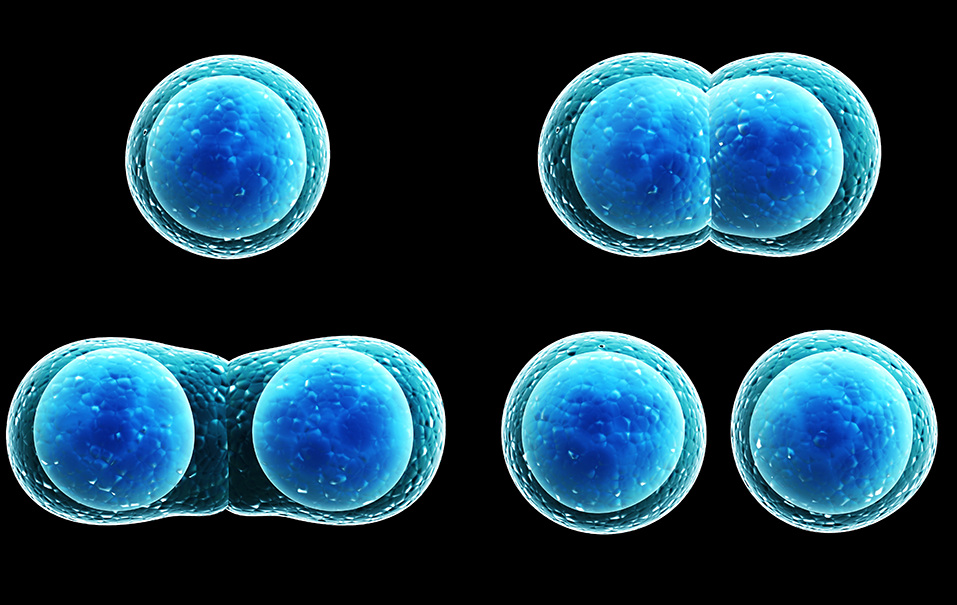 cell division illustration