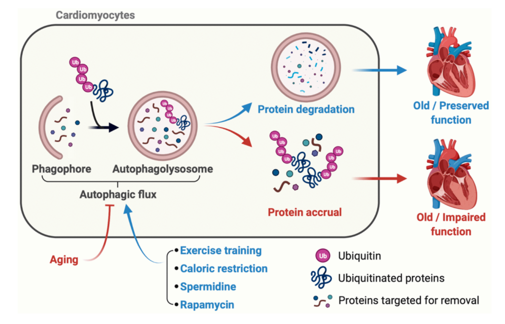 Figure 1. Late-in-life exercise training boosts autophagic flux to an extent that rejuvenates cardiac function.