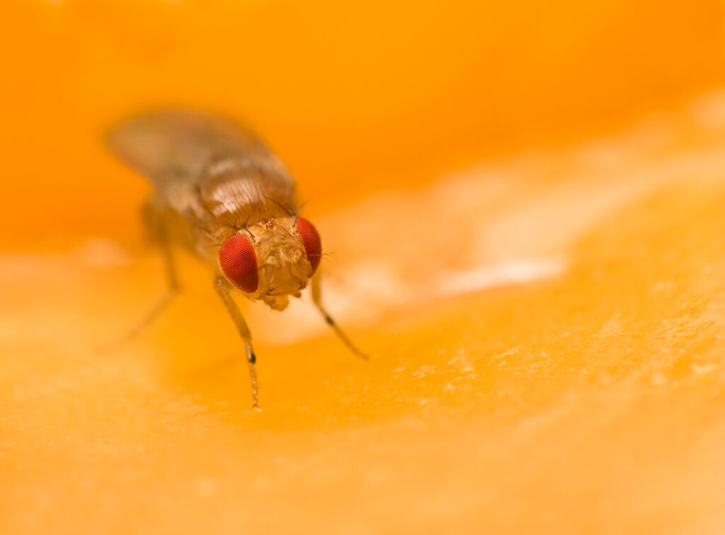 Fruit Flies Shed New Light on Memory and Aging